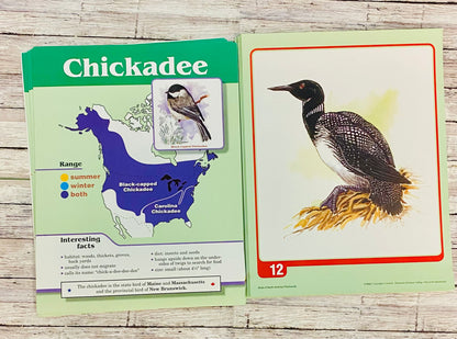 Birds of North America Teaching Cards - Anchored Homeschool Resource Center